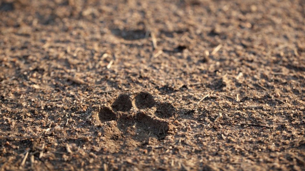 Pawprints in the dirt