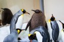 Pesto with other penguins in his pen.