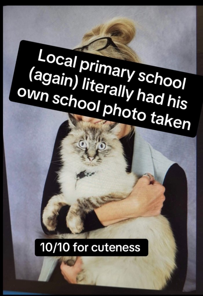 Bean the cat in a viral school photo
