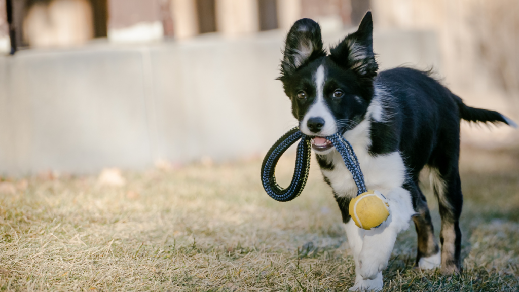 black and white border collie walking with toy in his mouth
