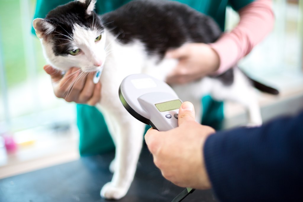 Veterinarian identify cat by microchip implant