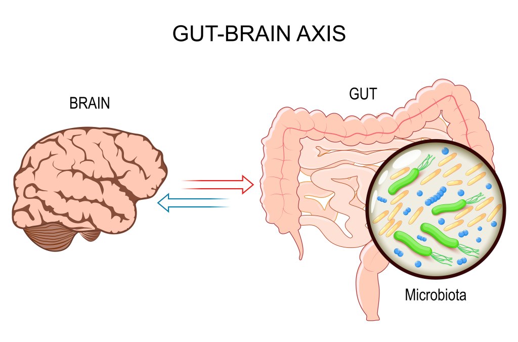 relationship between gut microbiome and brain