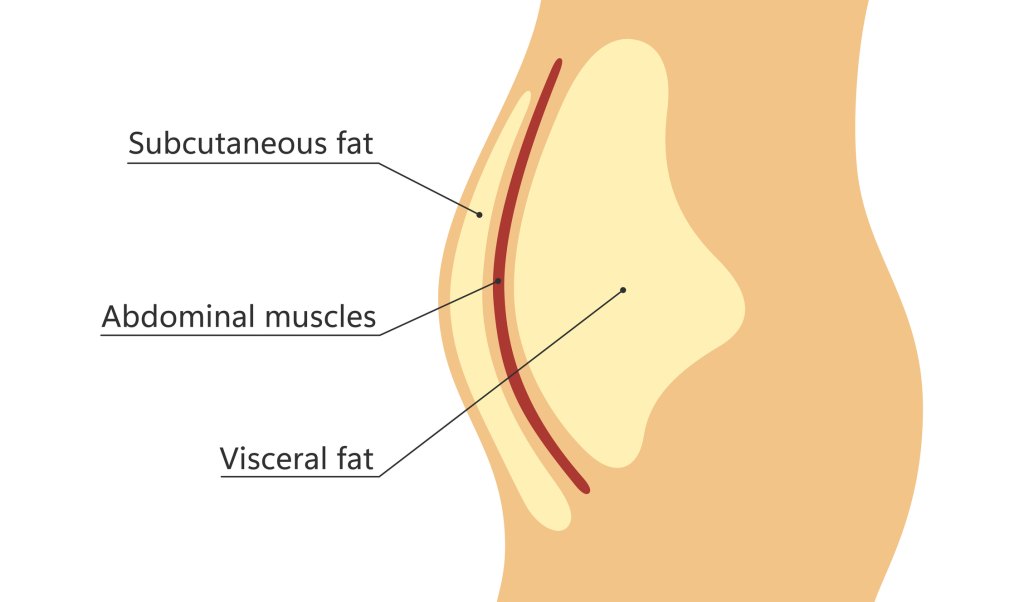 types of belly fat diagram