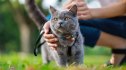 cat in grass