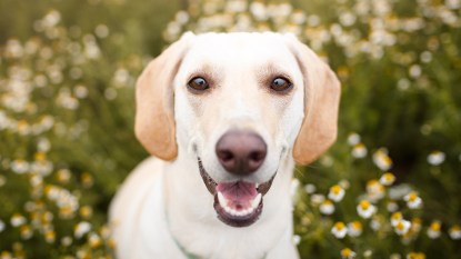 Tan dog sitting in a field of flowers smiling at the camera with his teeth showing