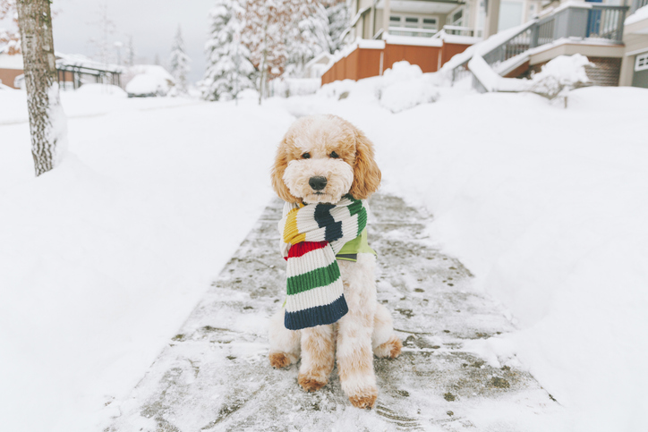 Doodle mix dog with striped sweater sitting on a snowy sidewalk