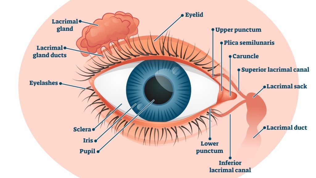 An illustration of the parts of the eye