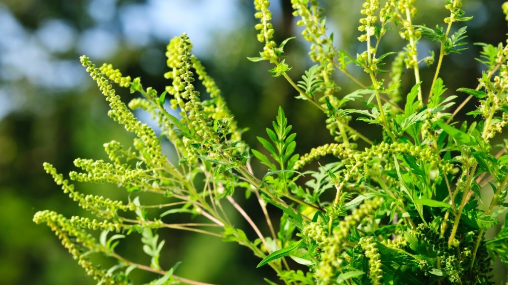 Ragweed plant, which can trigger an allergy