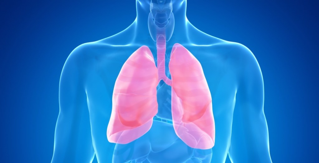 An illustration of lungs and the respiratory tract