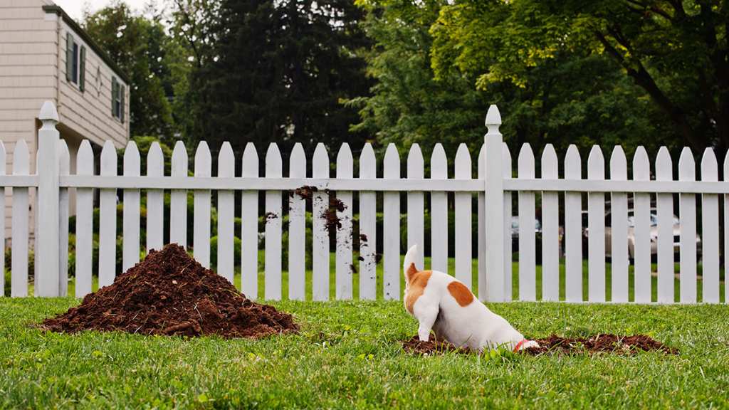 Dog digging for the sheer fun of it and kicking up a lot of dirt