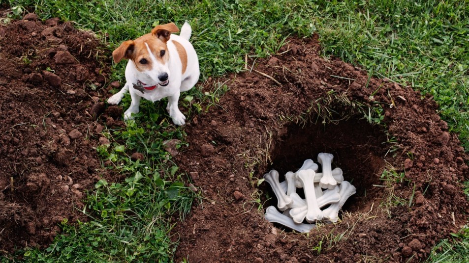 Jack Russel Terrier dog digging in yard, burying bones
