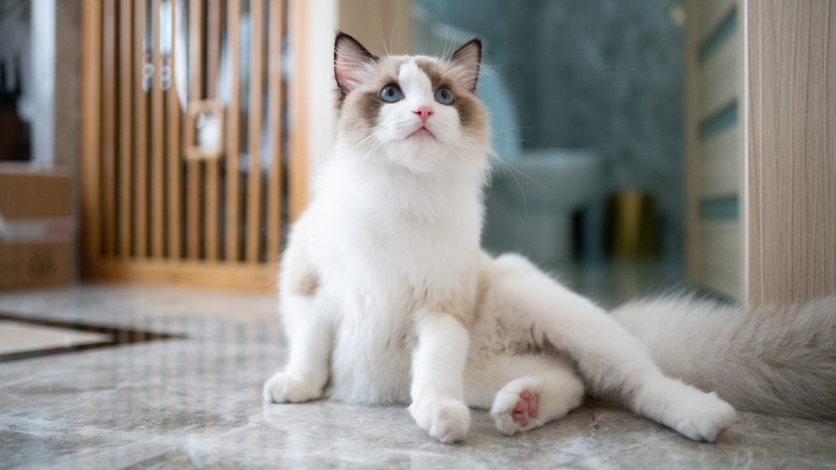 Are Ragdoll Cats Hypoallergenic? Vets Answer