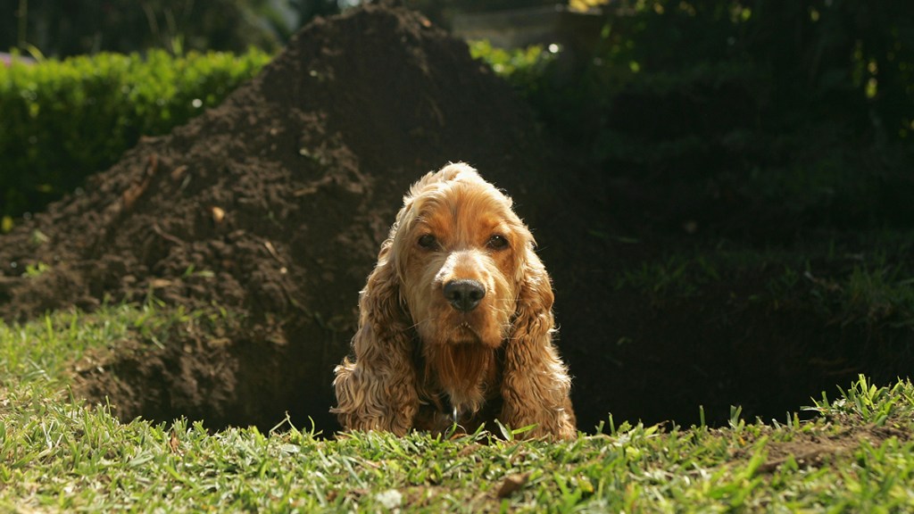 A spaniel sitting in a hole he dug because he couldn't help himself