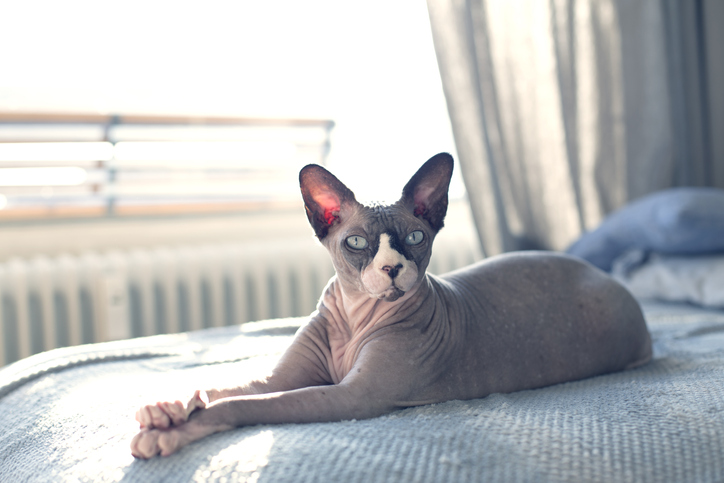 Gray and white sphynx cat