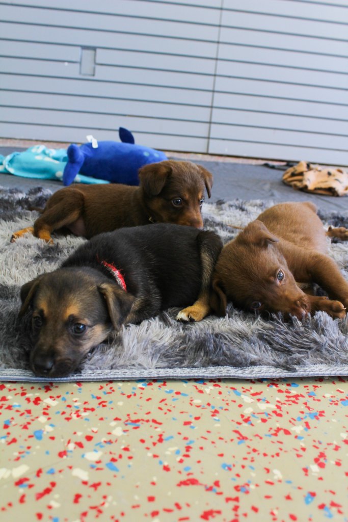 dogs rescued after hurricane Helene by Paws of War