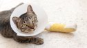 cat wearing an Elizabethan collar and Cat leg splint sleeping on the floor.