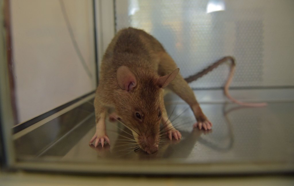 African giant pouched rat at APOPO's training facility in Morogoro