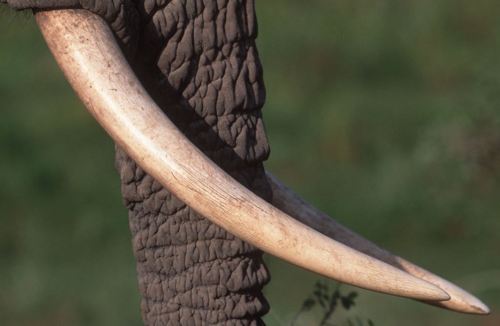 closeup of elephant tusks