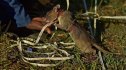 rats wildlife trafficking