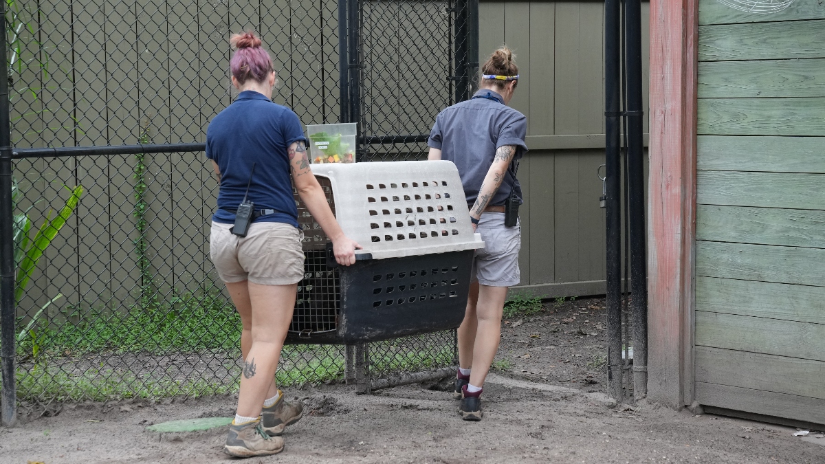 Employees at ZooTampa moving animals ahead of Hurricane Milton, 2024