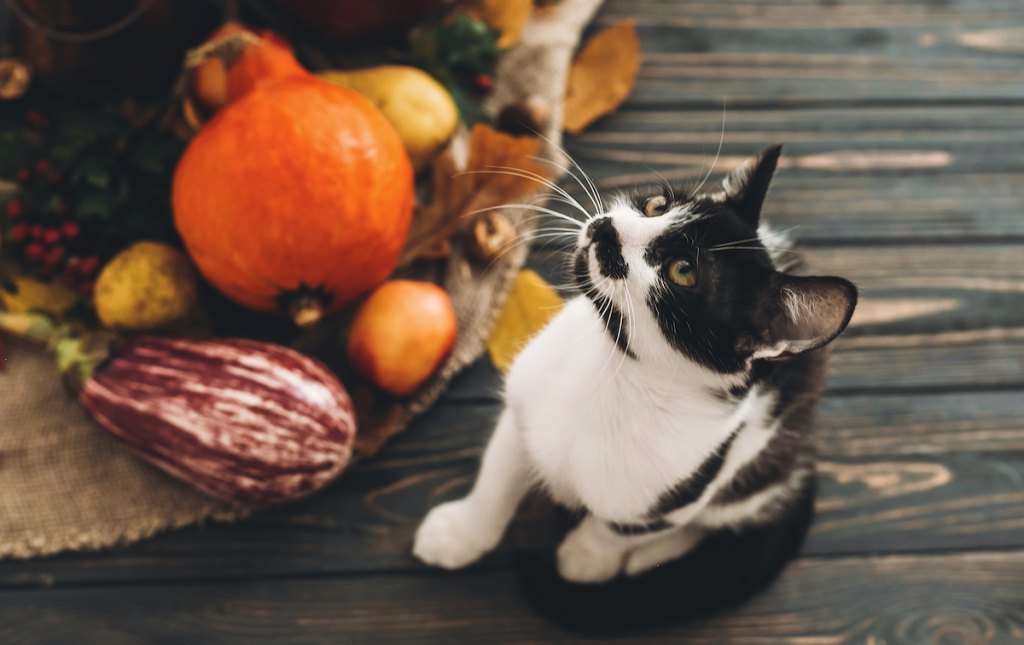 Black-and-white looking at pumpkin and other Thanksgiving gourds