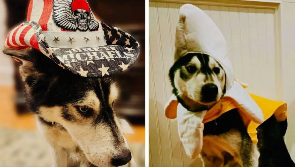 Side-by-side of Bret Michaels dog in costumes
