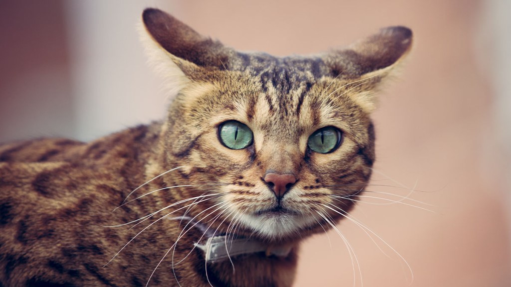 Brown tabby cat with airplane ears