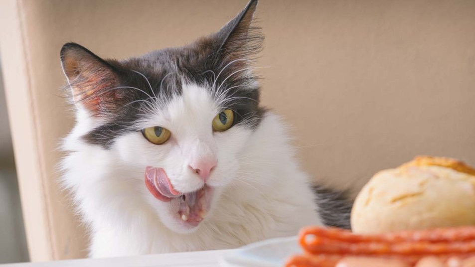 Cat with its tongue out looking at a plate of Thanksgiving food on a table as if it was wondering if it can eat turkey