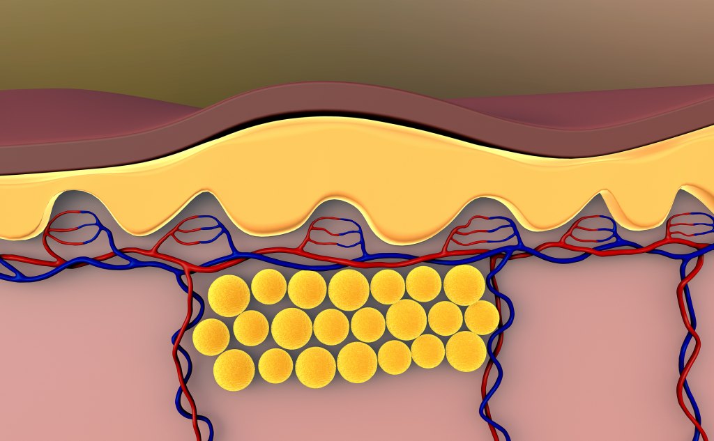 fat cells (subcutaneous fat) in human anatomy diagram