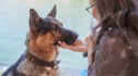 woman and german shepherd, one of the easiest dog breeds to train