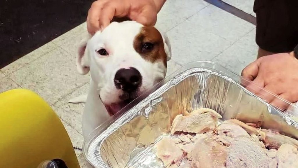 They also get their fill of turkey