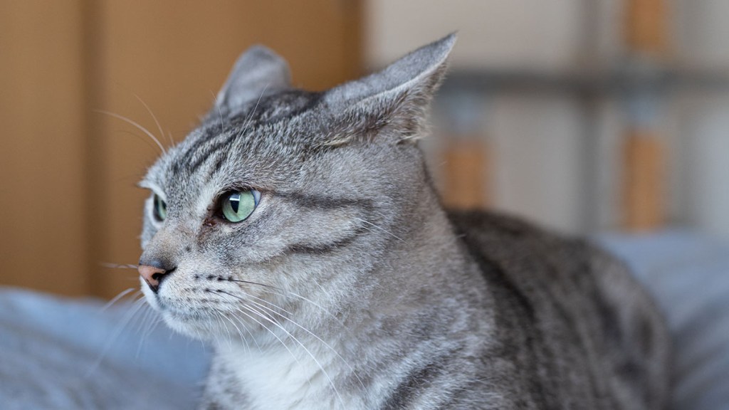 Gray tabby cat with ears pulled back to look like airplane