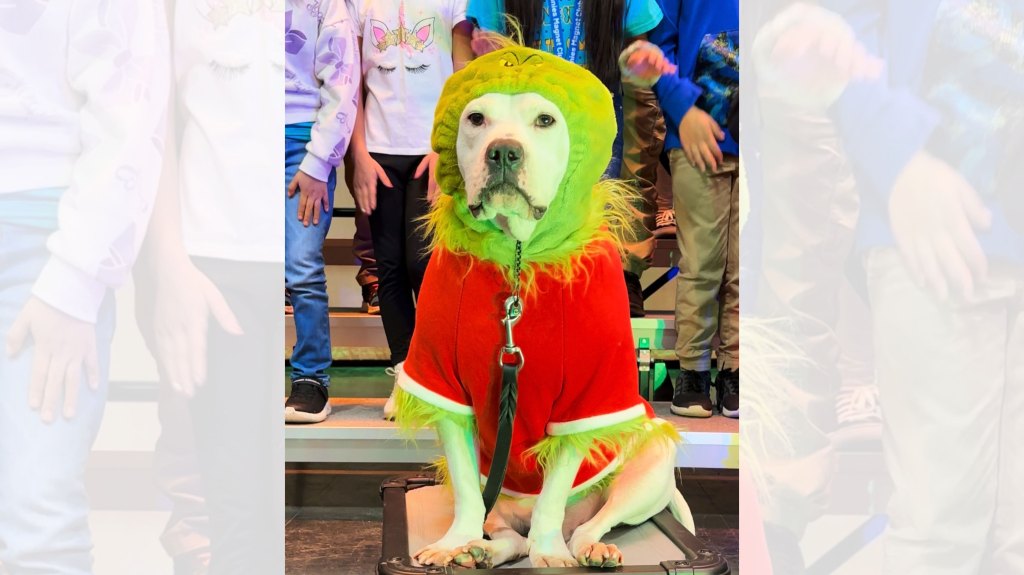 Cole the Deaf Dog in Grinch costume