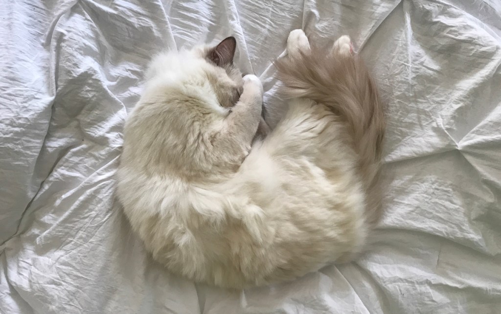 Fluffy white cat covering face while sleeping