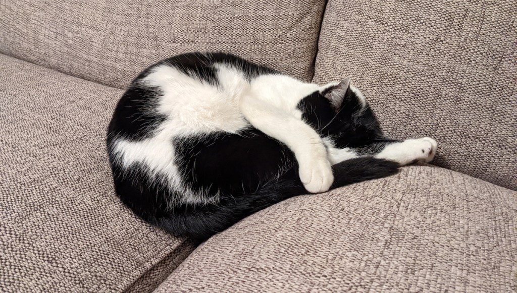 Black-and-white cat covering face while sleeping