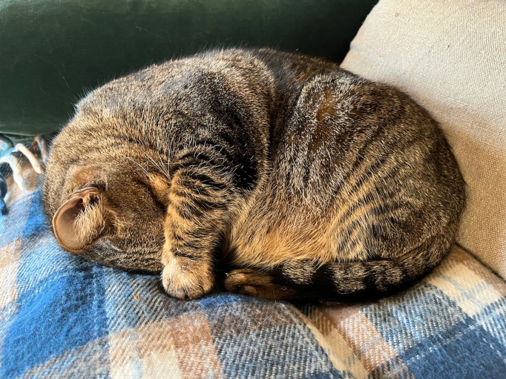 Tabby cat covering face with paws while sleeping