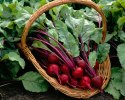 Basket of Beets Grown in Garden