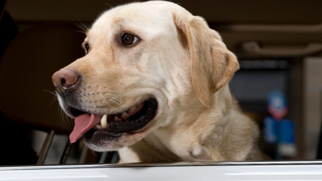 A Labrador in a car