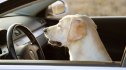A Labrador retriever behind the wheel of a car