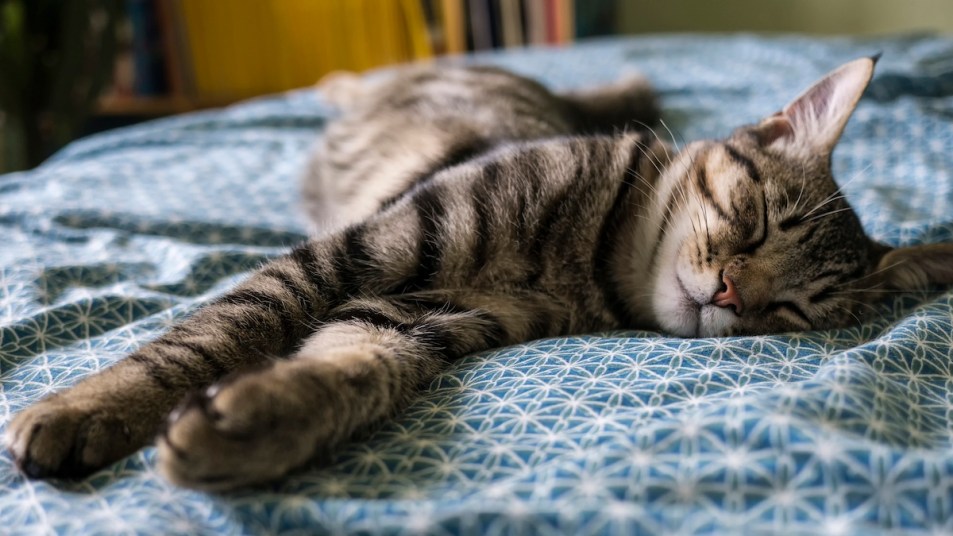 A tabby kitten sleeping indoors on a bed with a blue patterned quilt