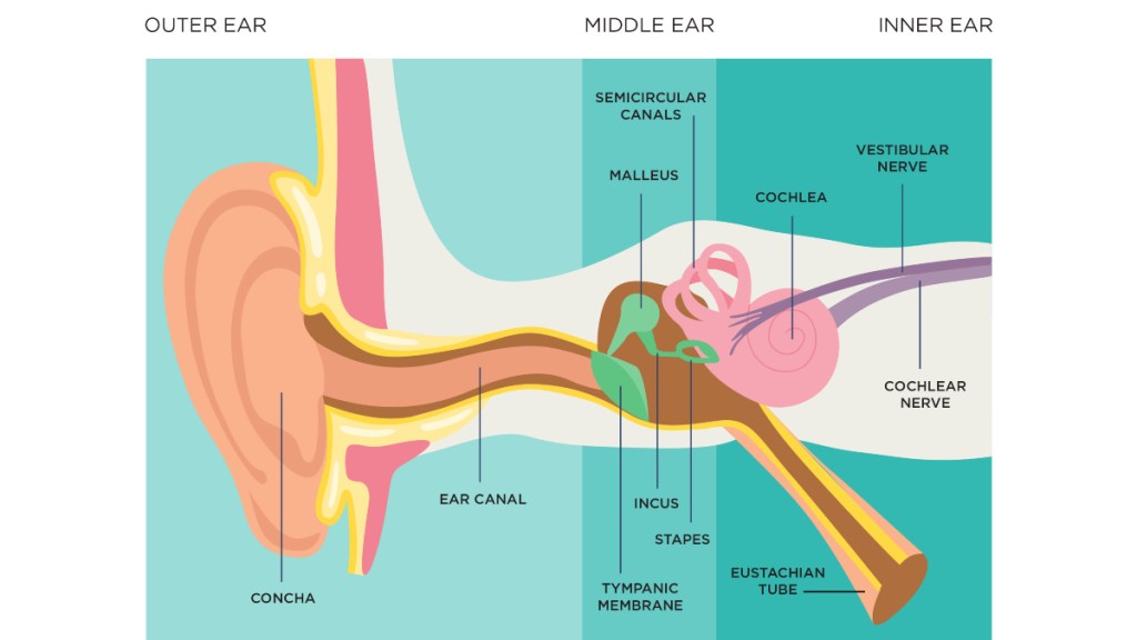 An illustration of the middle ear that can clog with fluids and cause a crackling sound 