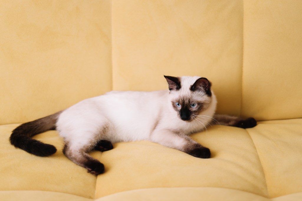 Siamese cat on couch