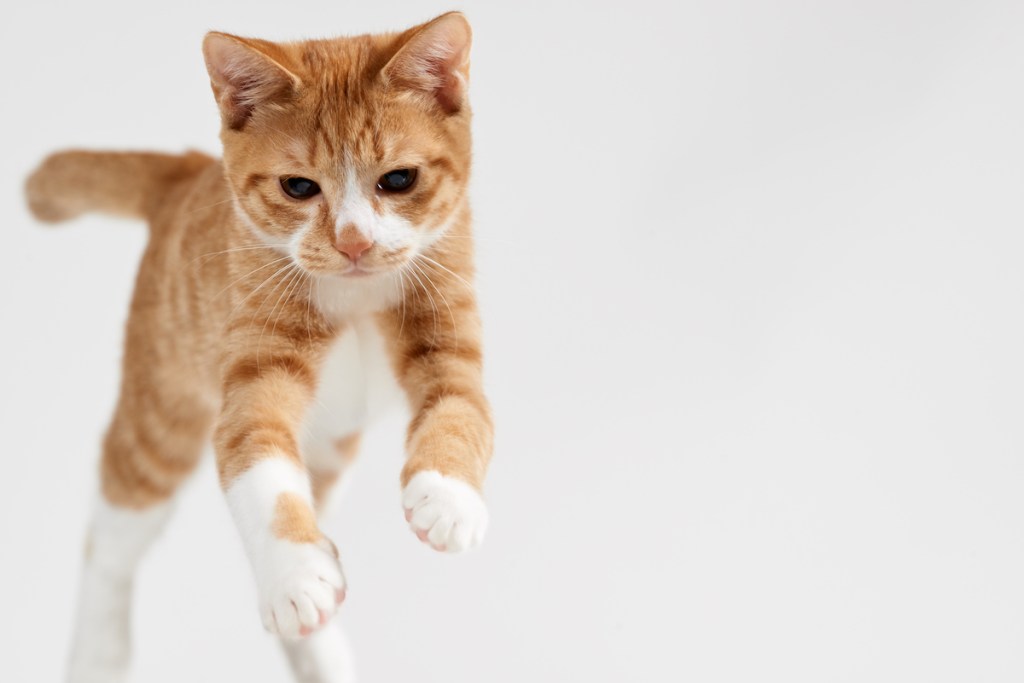 Orange cat with white paws jumping