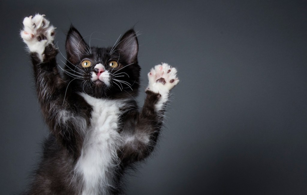 Tuxedo kitten with paws up