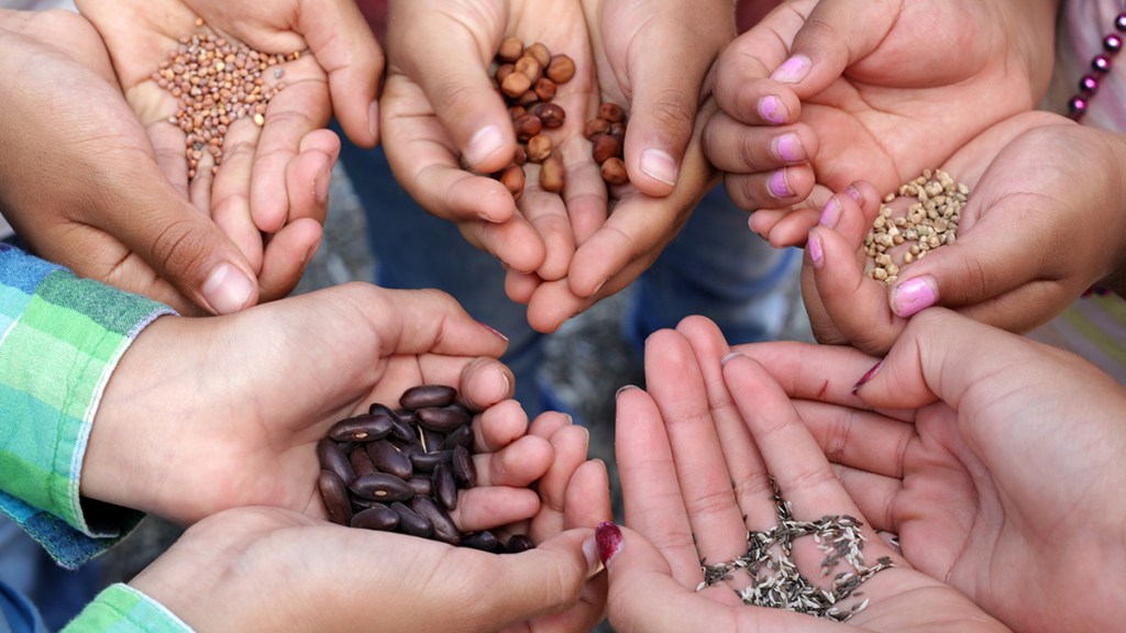 closeup of several hands filled with garden seeds: seed swap
