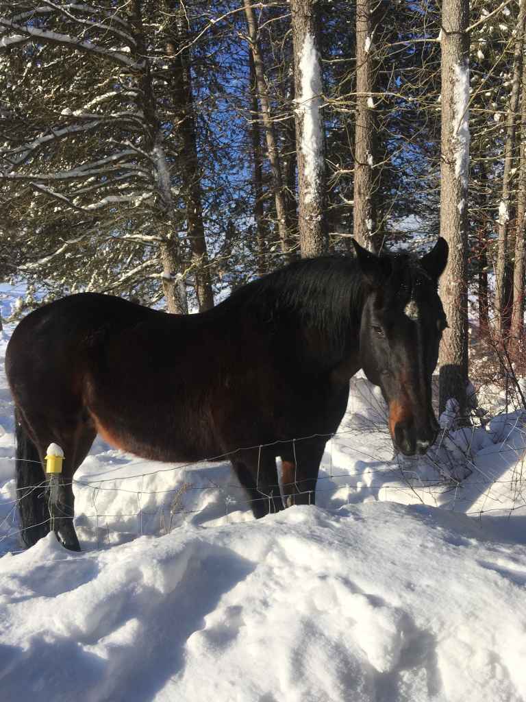 My Guardian Angel Mica in the snow