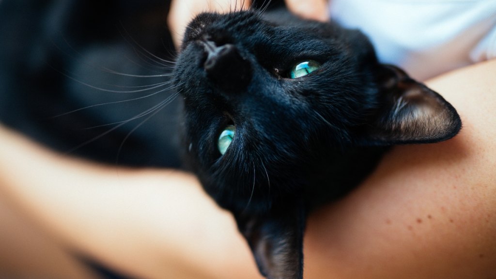 A black cat being held