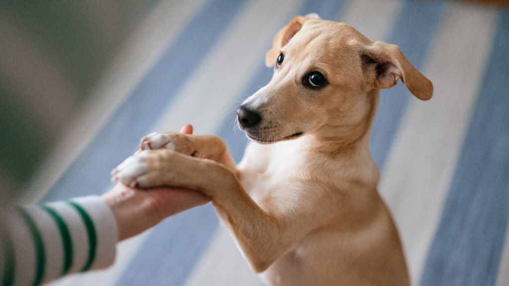 A woman training a dog