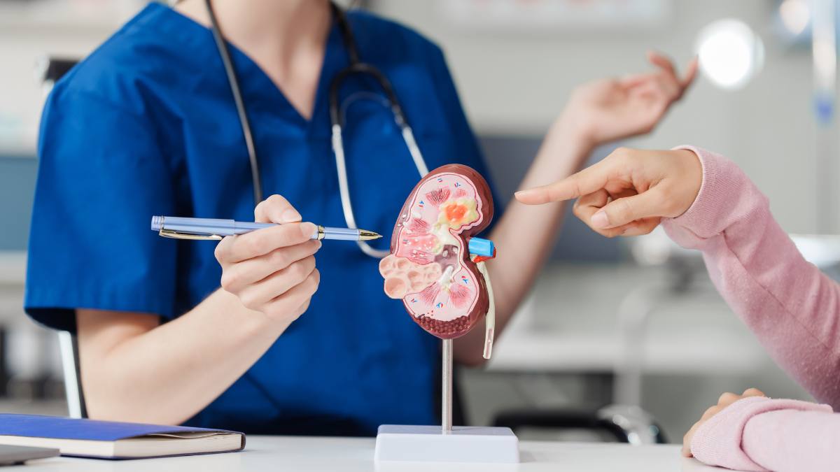 Doctor showing a patient with kidney disease a model of a kidney