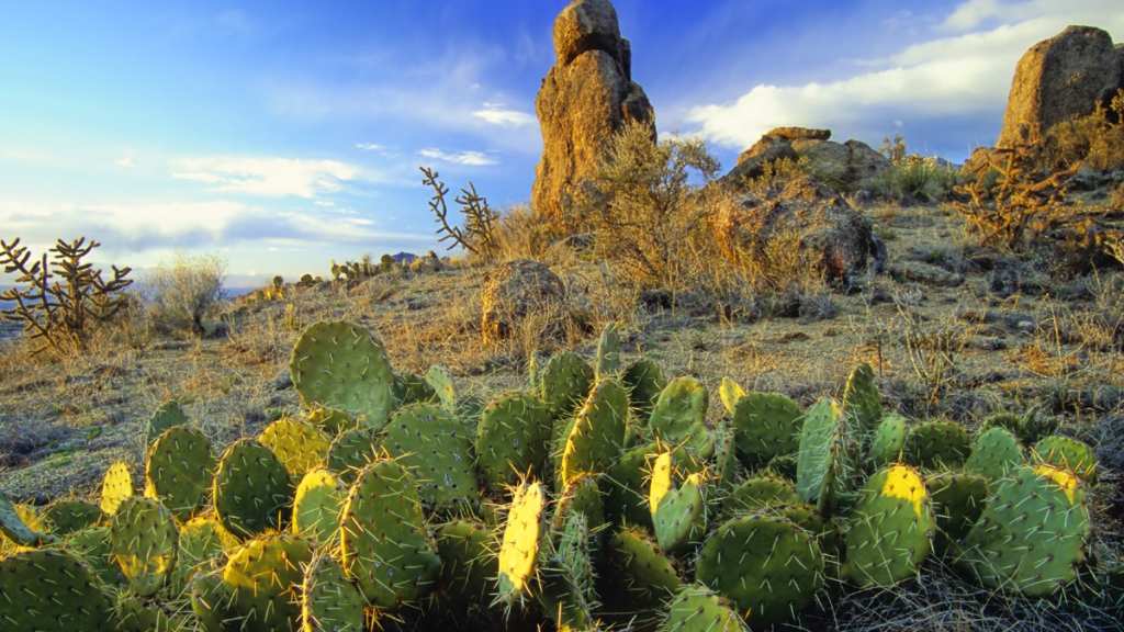 A group of cacti in Albuquerque